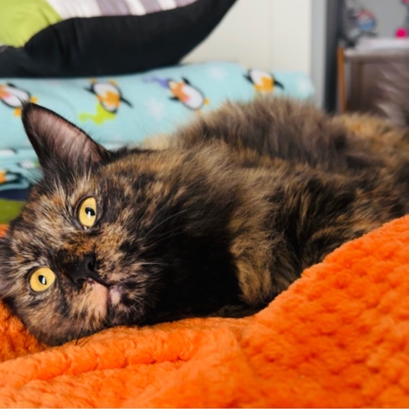 Meet your Posher, Tayler - Picture 6 of 8